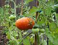 2008-0709-1400_Tomatoes_16,6C